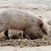 piglet_nusalavu_h_0705_0030.jpg